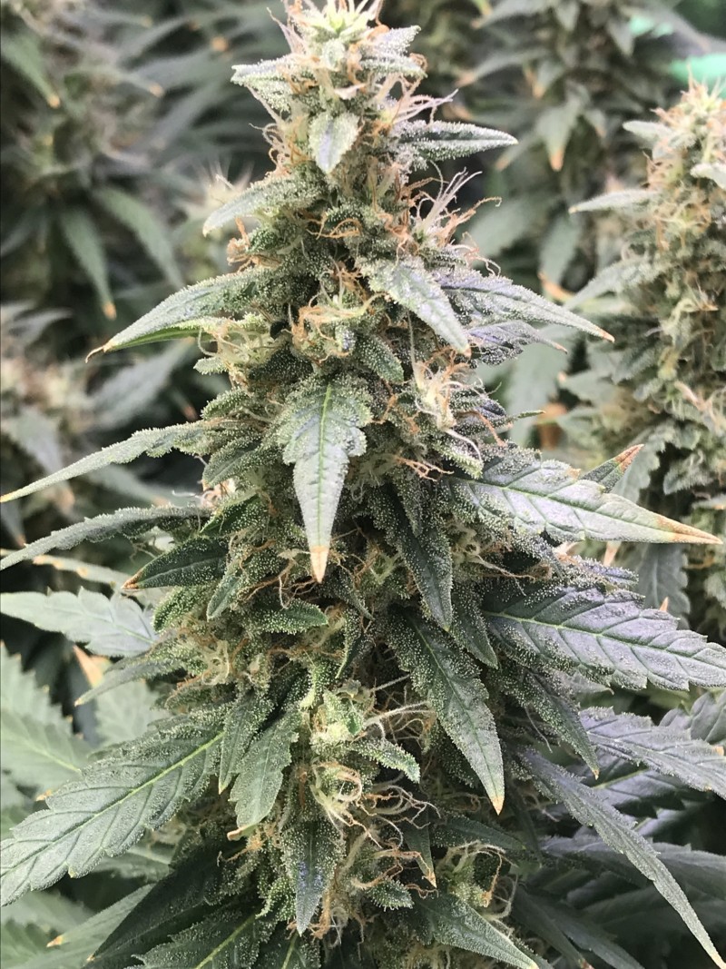 8EFE022F-6963-4A8F-AC96-636707A8A2ED