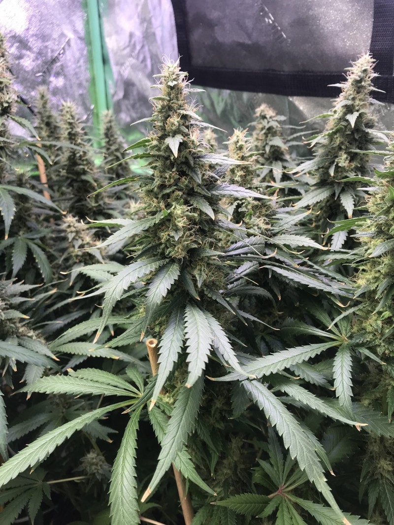 47805272-6838-4FEF-9B14-4B0D52800B4B