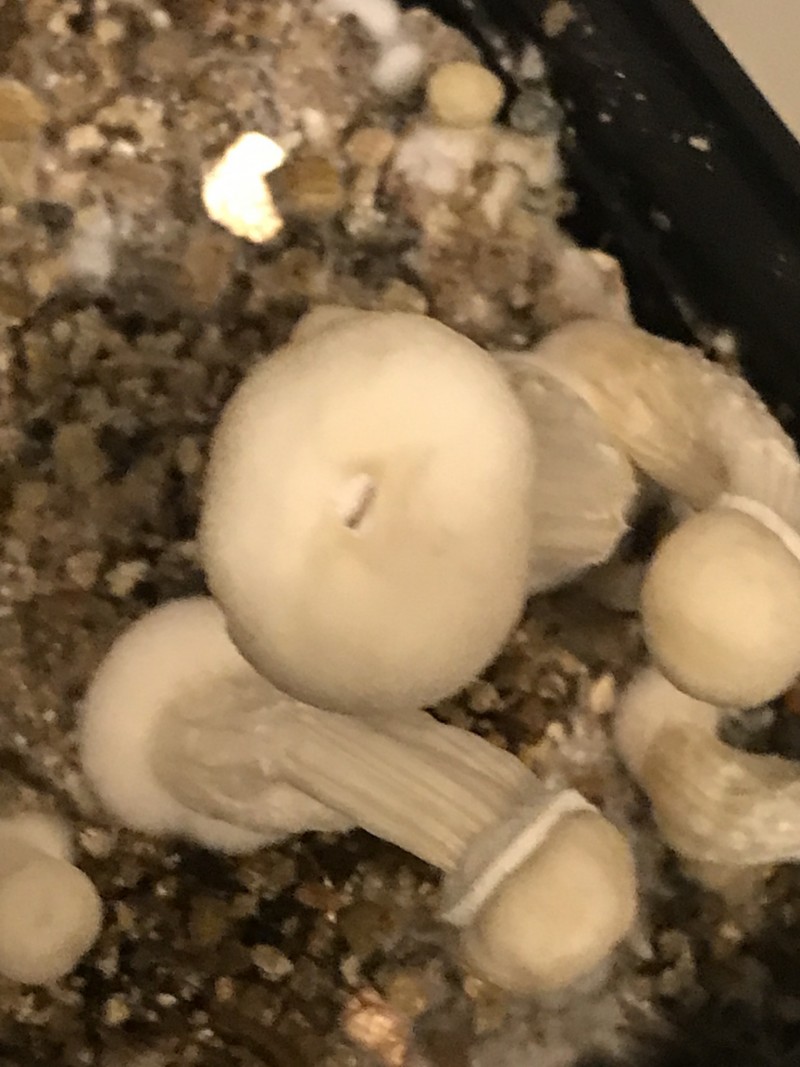 5FAA68F7-BA11-4ACA-8E4B-1D3486F590ED