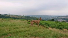 obscura1639654832518