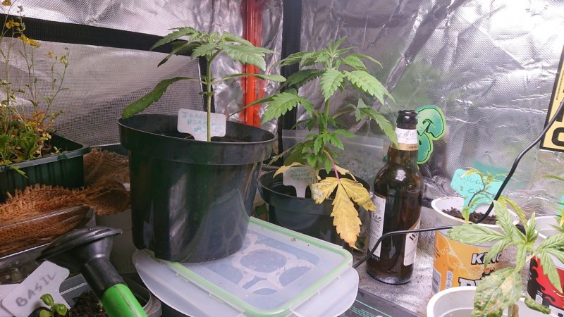 obscura1639757316211