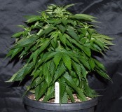 G13 Haze #1 (1) (800x735)