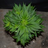 G13 Haze #1 (2) (800x798)