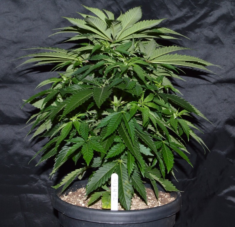 G13 Haze #2 (1) (800x771)