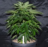 G13 Haze #2 (1) (800x771)