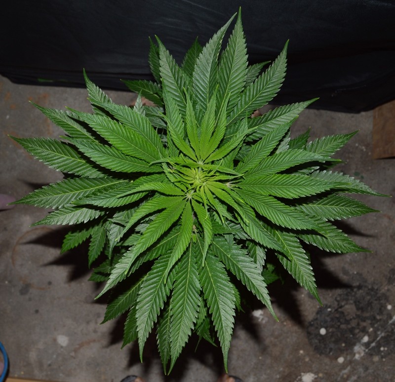 G13 Haze #2 (2) (800x774)