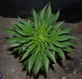 G13 Haze #2 (2) (800x774)