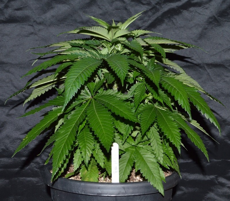 G13 Haze #3 (1) (800x698)