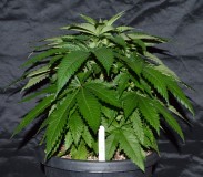 G13 Haze #3 (1) (800x698)