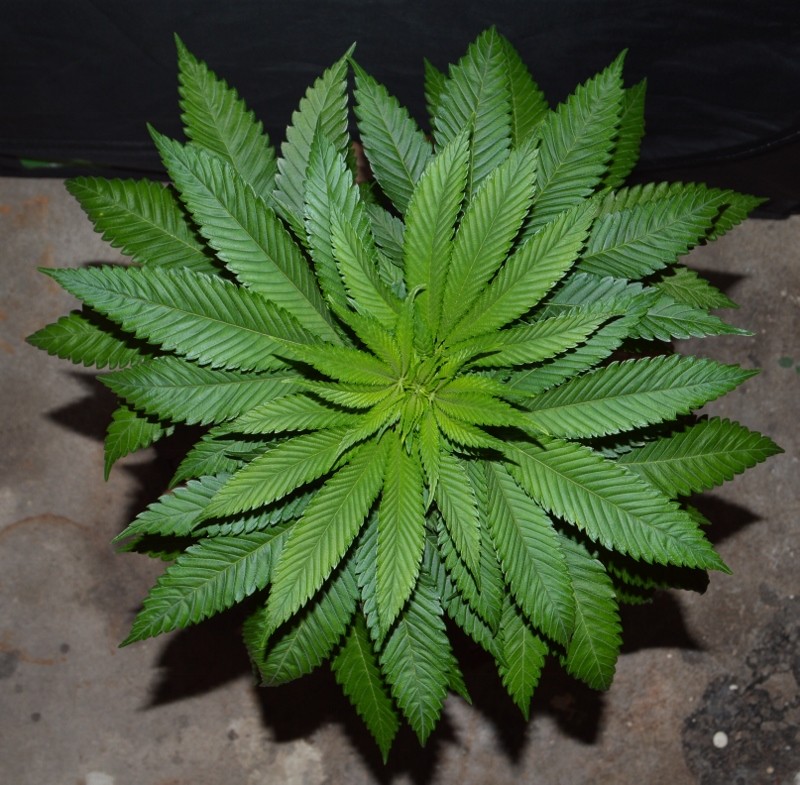 G13 Haze #3 (2) (800x785)