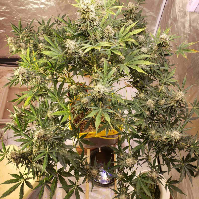 16399383791411271247487731617314