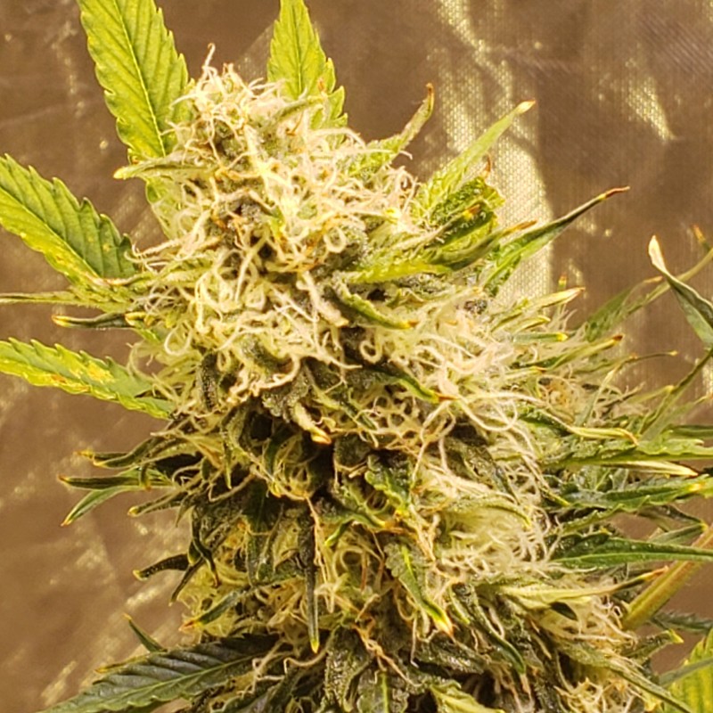 16399384800984463385031780061495