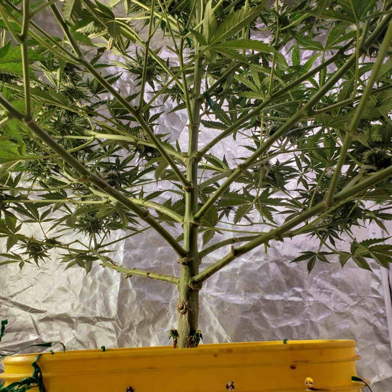 16399385251481248864270855436828