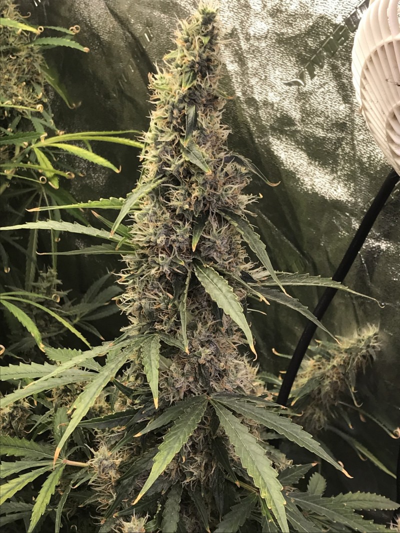 5D3A111E-EA97-4324-8A05-FED418244A0D