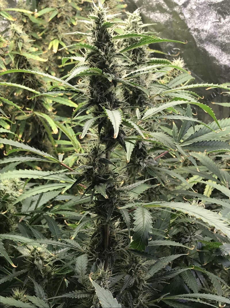 D484EDDF-F631-4B19-8D97-A43F2185FA27