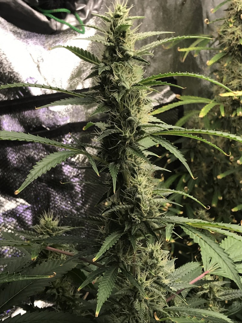 C8C94D10-DA0E-4FD9-9B81-DD03F726F7FB