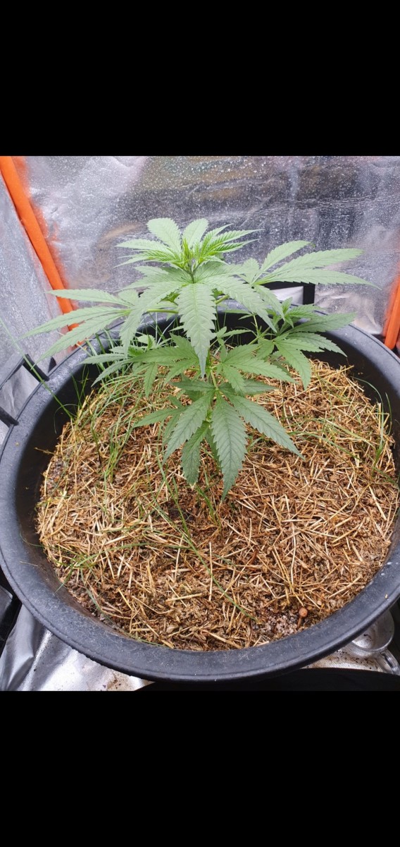 Screenshot_20211226-155045_Gallery