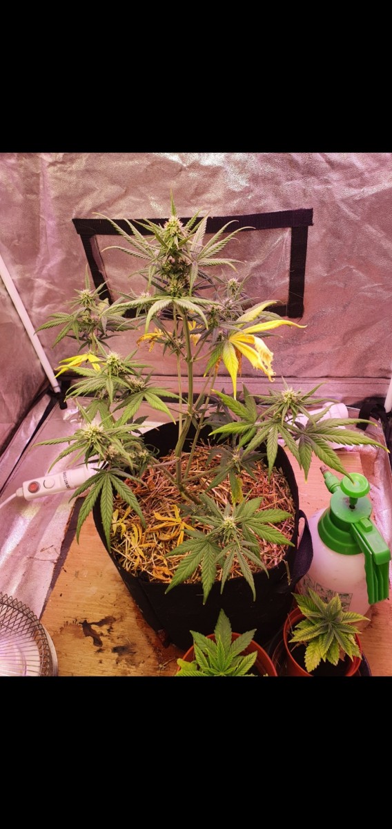 Screenshot_20211226-155035_Gallery