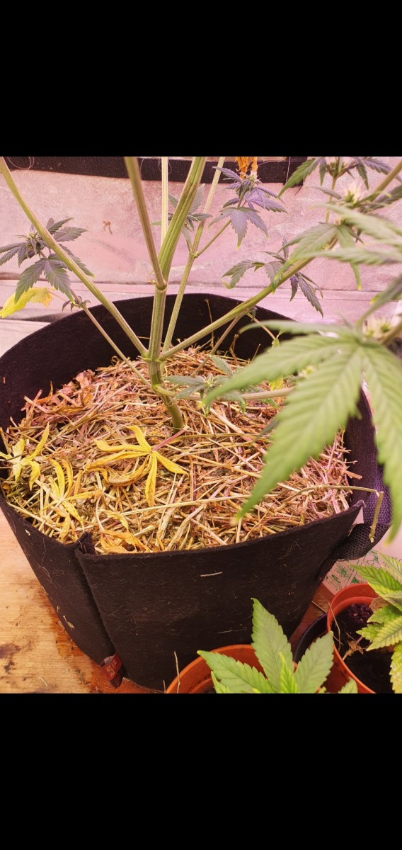 Screenshot_20211226-155030_Gallery