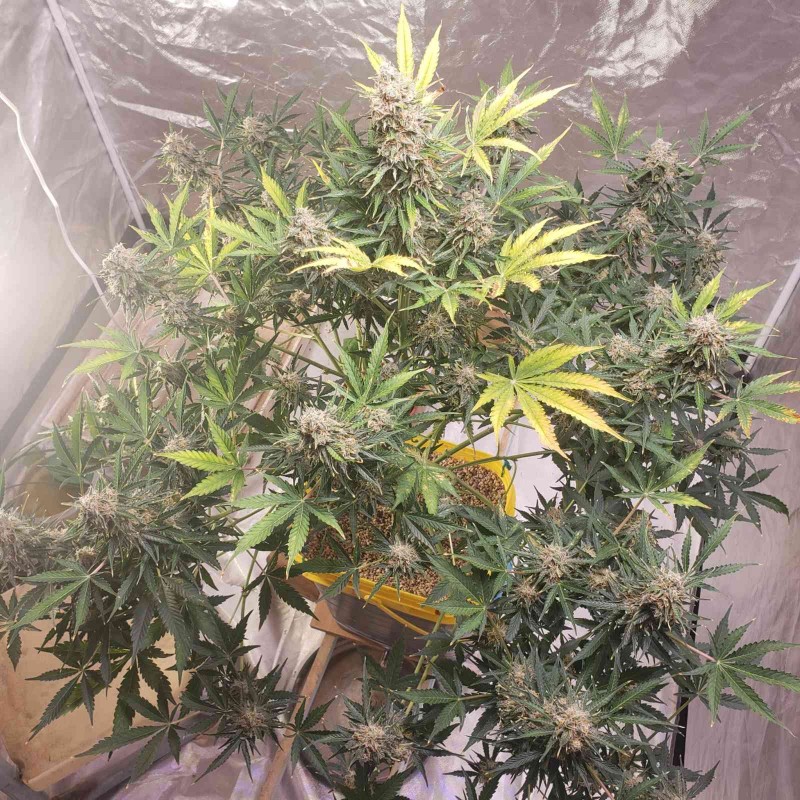 16406548809144726392107303652818