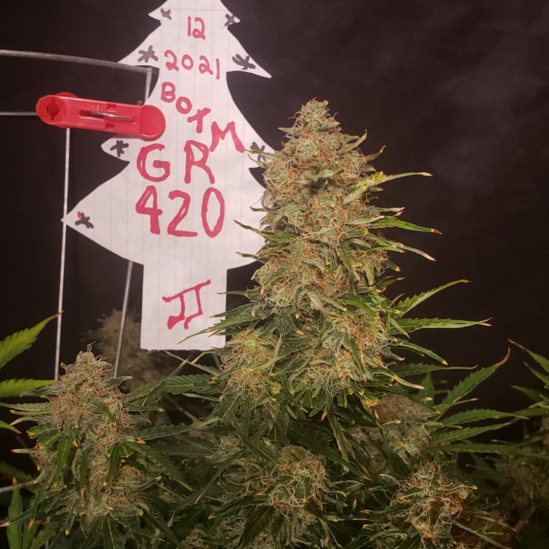 16408147246151521681015190314447