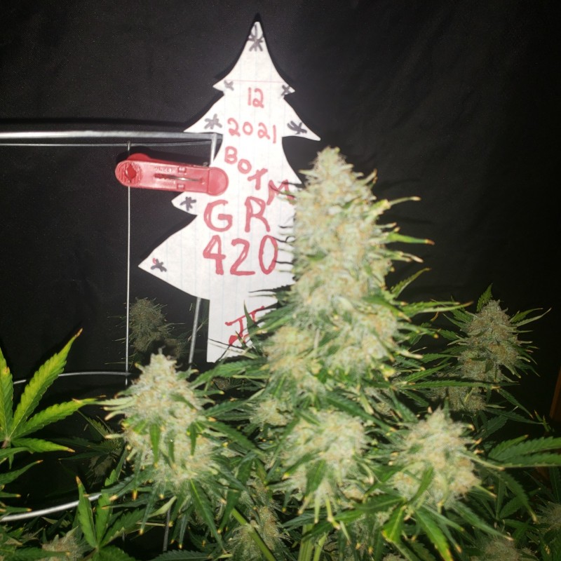 16408149701162617121947168231382