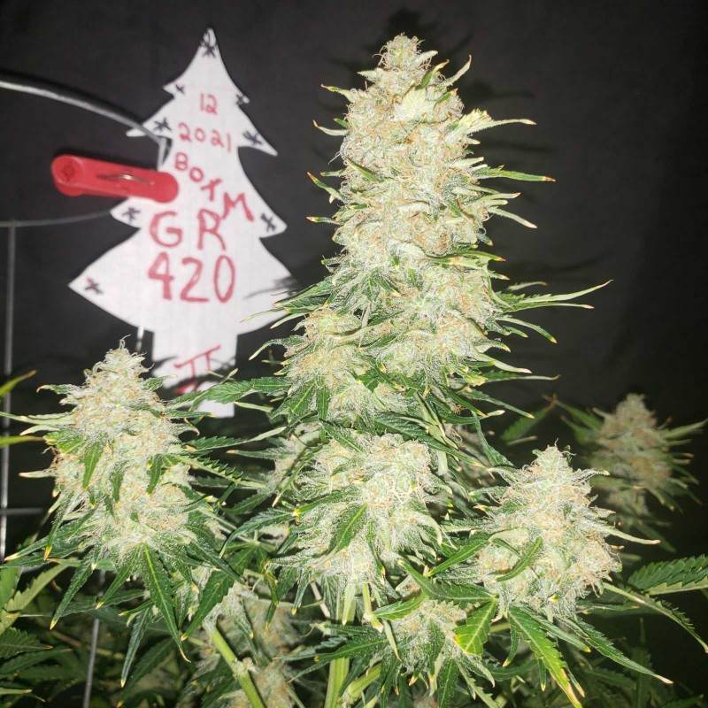 16408151137918656933793536101451