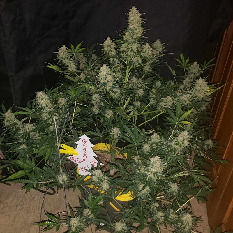 16408155142662701566701666369544