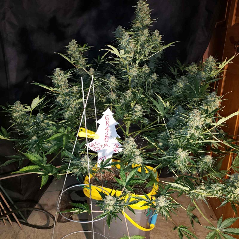 16408157876828296828129865957165