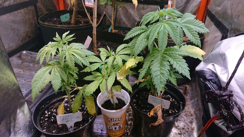 obscura1640809686500