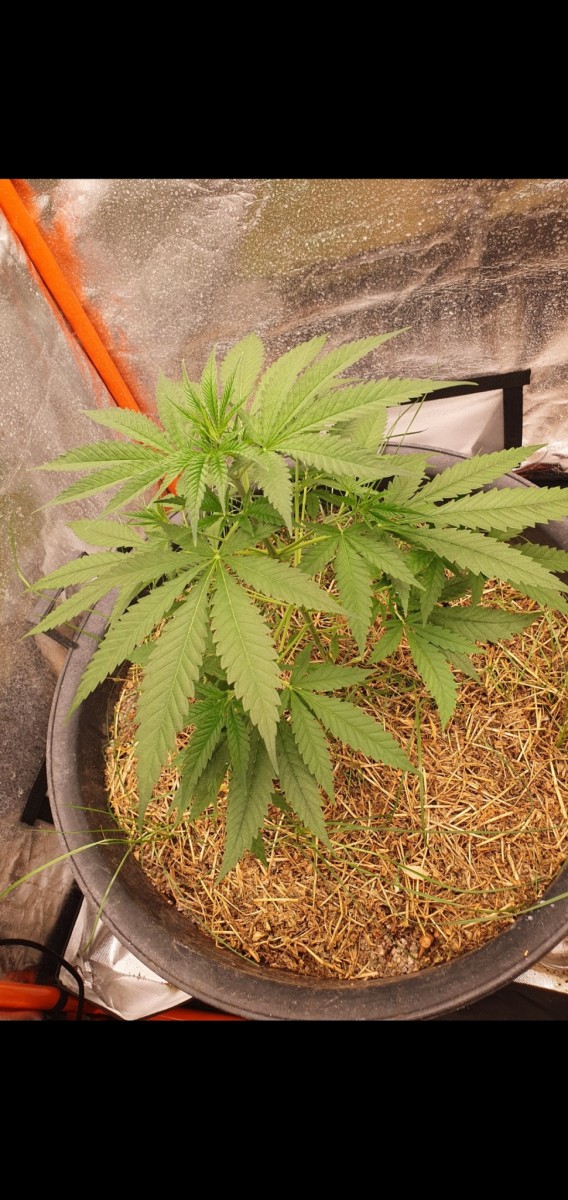 Screenshot_20211230-094619_Gallery