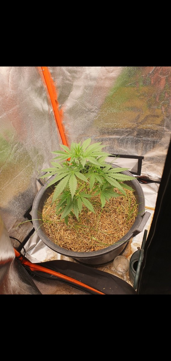 Screenshot_20211230-094554_Gallery