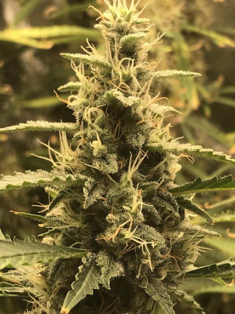 4031D3BD-131F-4DBC-A30B-9238A0C2251B