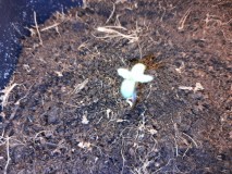 Cindy 99 & Super Skunk