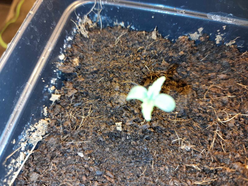 Cindy 99 & Super Skunk