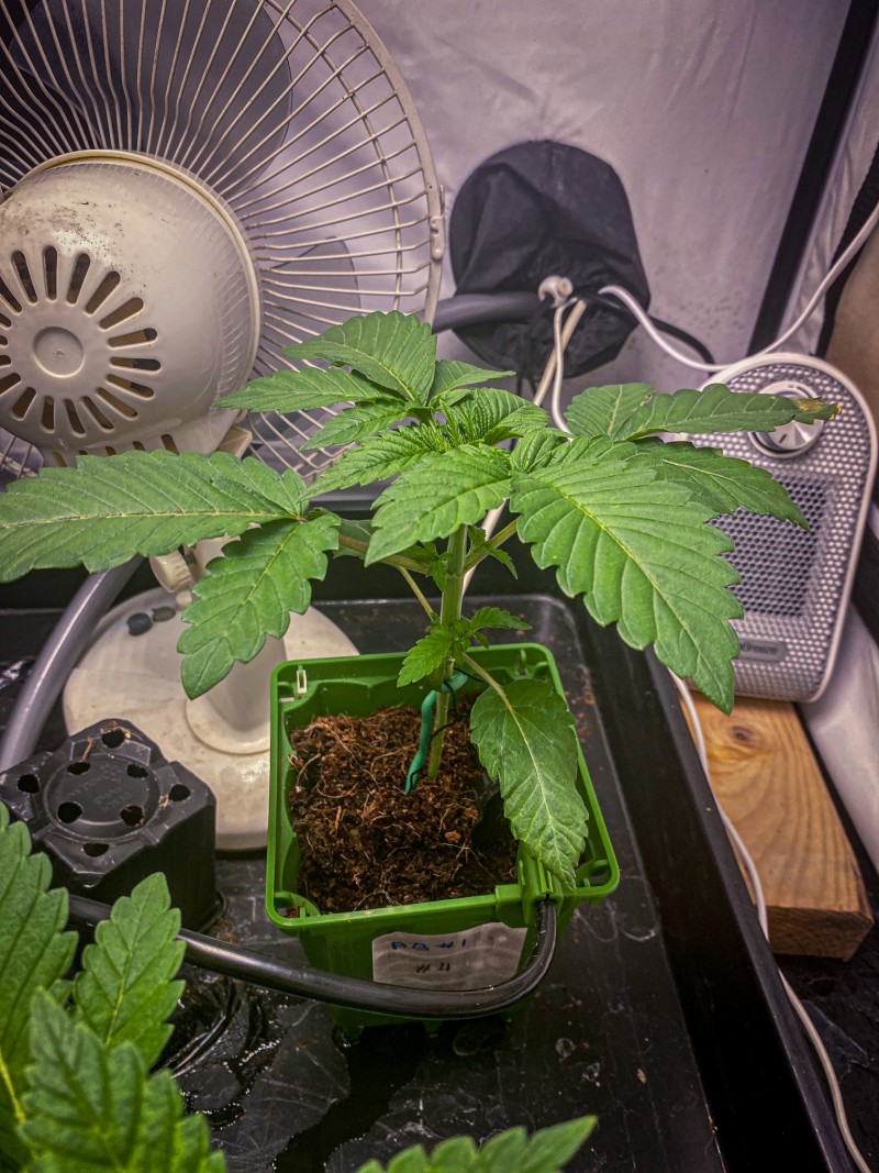 BE0BDB0D-DB7B-4E86-A50C-74BAD3BD3F7F