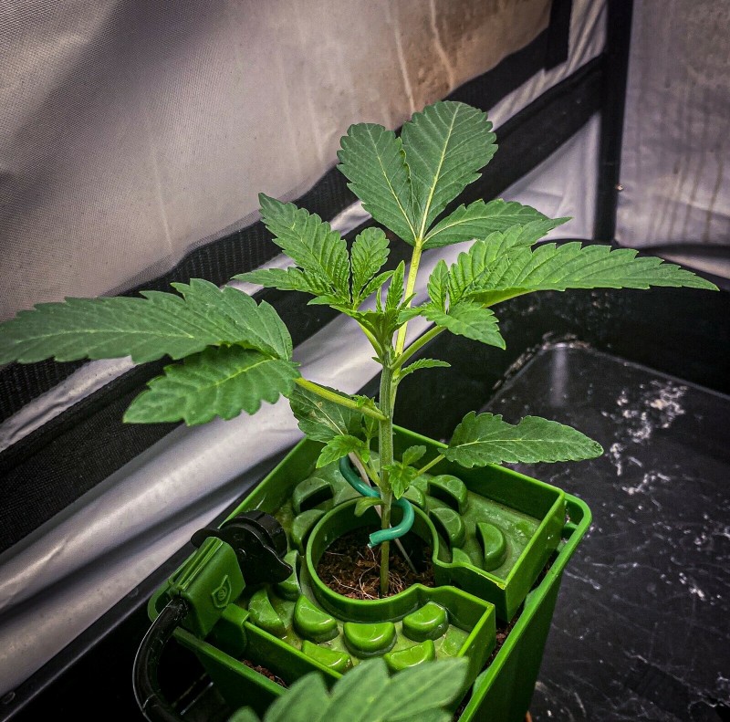 52C770AE-1CFA-4E03-A13E-FC6661DFA3D9