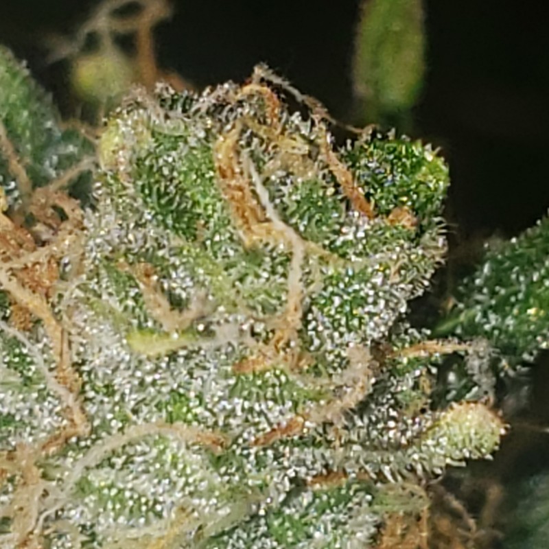 16412379430361519891823384787887