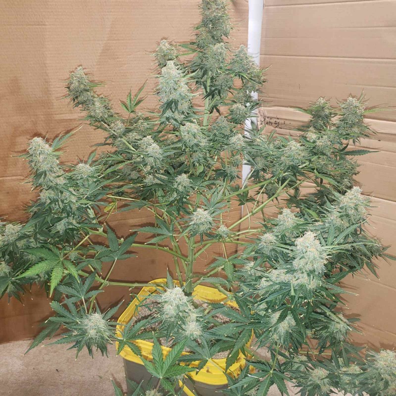 16412383103952759417988793912157