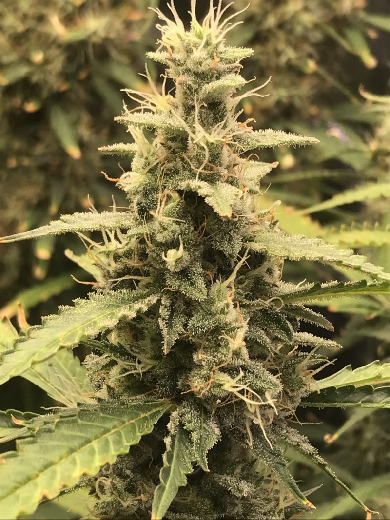 7821E5E9-2EB2-4B5C-ADCA-3A991DDDA6E1