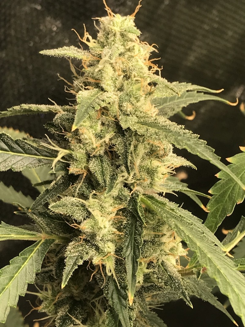 CD372890-AEC9-4259-ABA6-843657332CAD