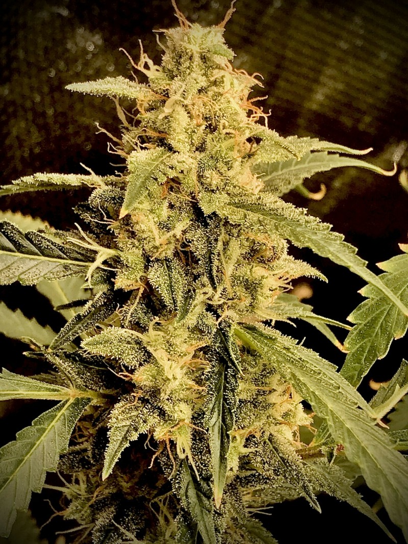 8A9B5AAF-CAE3-4411-BD3A-94FBB9C6FBD7