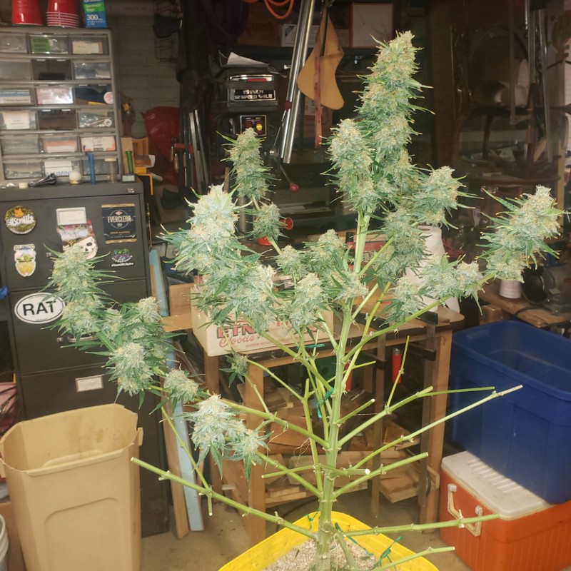 16412567378618664978537154911403