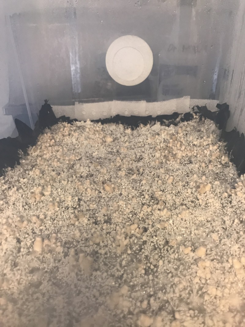 C11C65FF-DF02-42BE-8796-101041899515