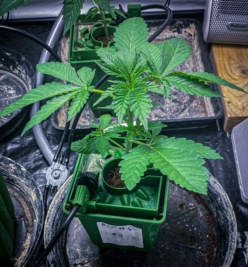 7B3AE33D-324D-4EBE-A69C-BA5FDD46D51C