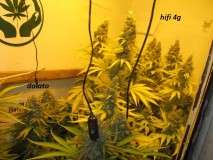 61 days in bloom (1)