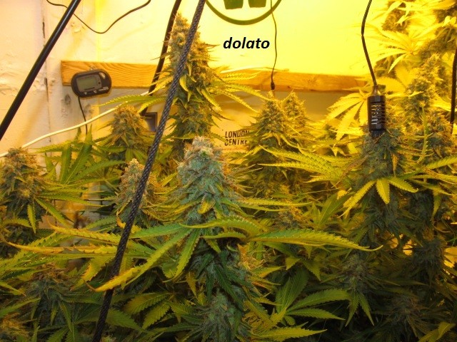 61 days in bloom (2)