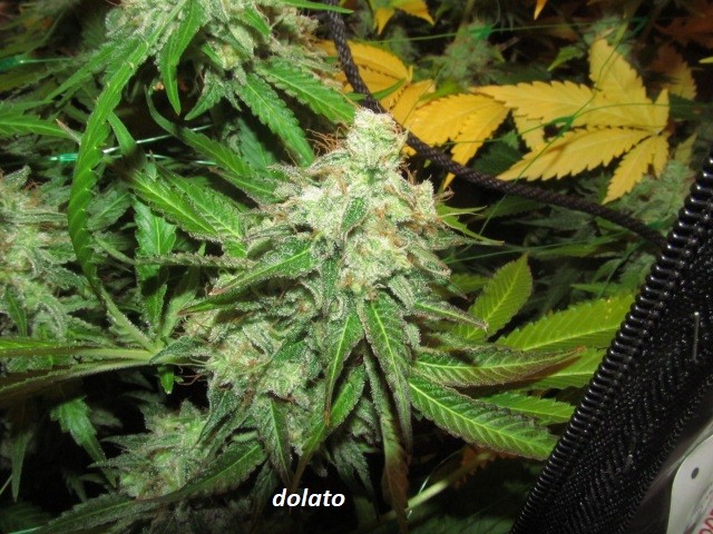 61 days in bloom (5)