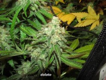 61 days in bloom (5)