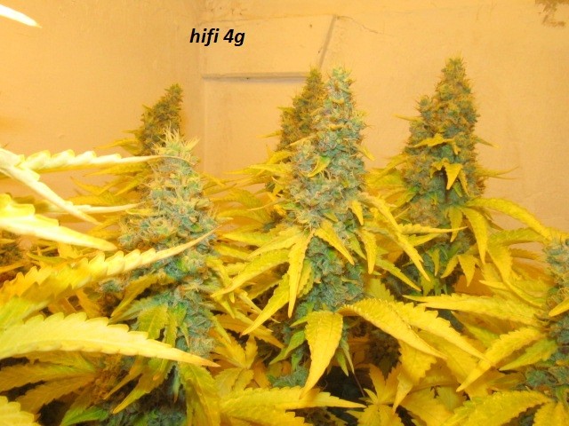 61 days in bloom (12)